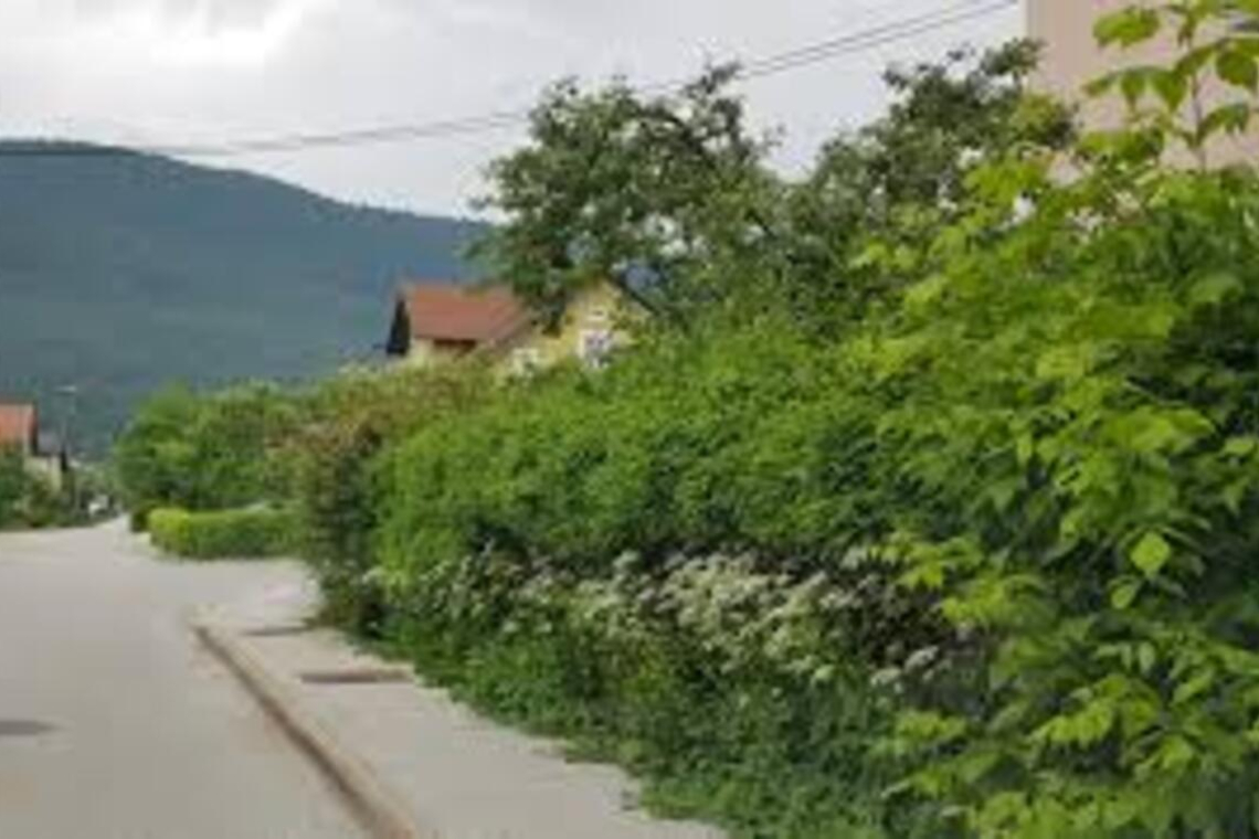 Občine opozarjajo na obvezno urejanje vegetacije ob cestah